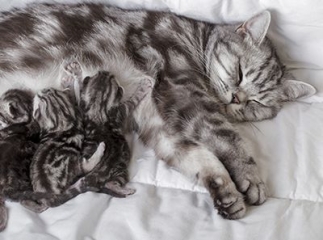 Naissance de chatons